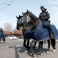 Police-cavalerie-SPVM_PLD_20110501_159.1000.jpg