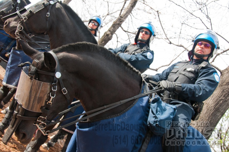 Police-cavalerie-SPVM PLD 20110501 070.1000