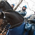 Police-cavalerie-SPVM PLD 20110501 070.1000